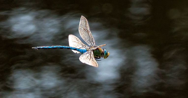 Große Königslibelle; Foto: Heiko Prechtl