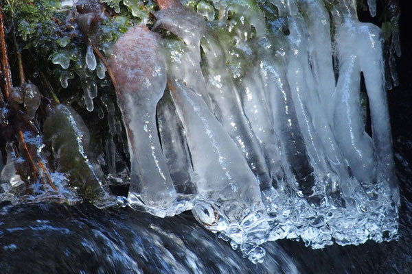 Eisglocken; Foto: Annelies Neumann