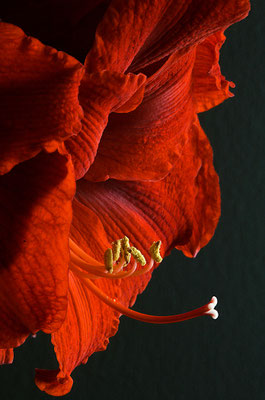 Amaryllis; Foto: Bernhard Forster