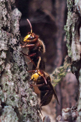 Hornissen, Foto: Annelies Neumann