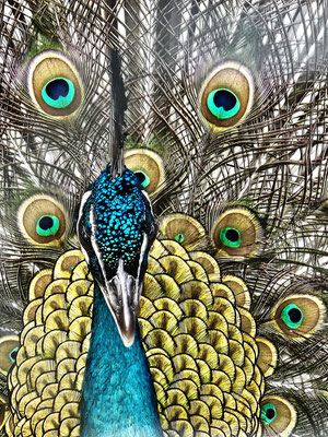 Pfau hinter Gitter; Foto: Richard Winter