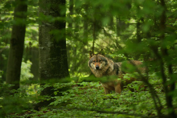 Wolfsland; Foto: Uwe Kragl