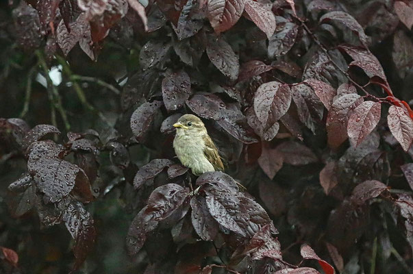 Regentag im Mai; Foto: Rainer Hanicke