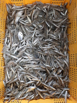 最強の集魚力です 釣えさのイワキ 三重県津市の釣りエサ屋 釣具屋 最強の集魚力です 釣えさのイワキ 三重県津市の釣りエサ屋 釣具屋