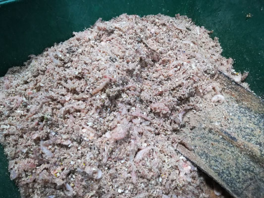 大紀町錦 磯釣りの釣果 釣えさのイワキ 三重県津市の釣りエサ屋 釣具屋