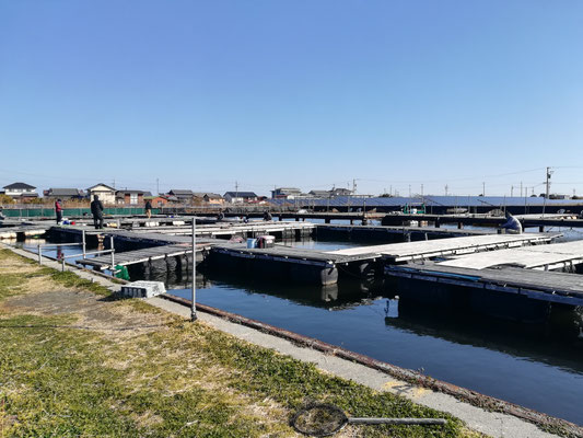 松名瀬フィッシングパーク 釣えさのイワキ 三重県津市の釣りエサ屋 釣具屋