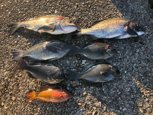 海野漁港と行野浦 釣えさのイワキ 三重県津市の釣りエサ屋 釣具屋 海野漁港と行野浦 釣えさのイワキ 三重県津市の釣りエサ屋 釣具屋