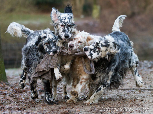 Kaum ist die Rudelanführerin aus dem Haus, da haben sich die Setter schon etwas gemopst...frech! 