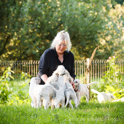 by white Angel English Setter (Foto:VISOVIO)