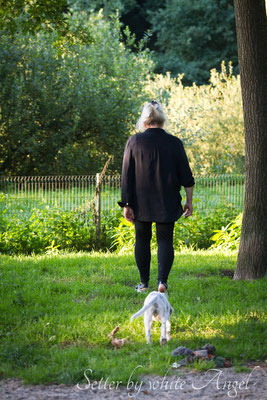 by white Angel English Setter (Foto:VISOVIO)