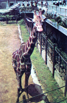 恩賜上野動物園
