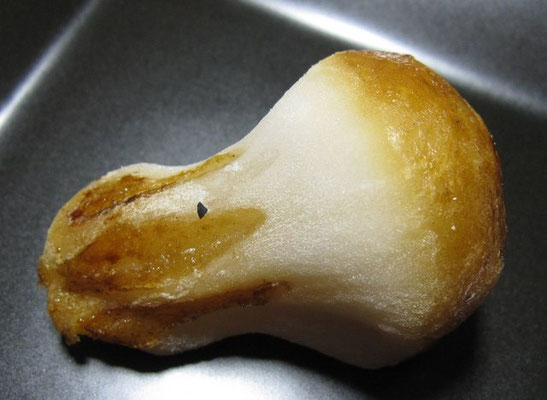 「松茸（まつたけ）」求肥製：もみぢ