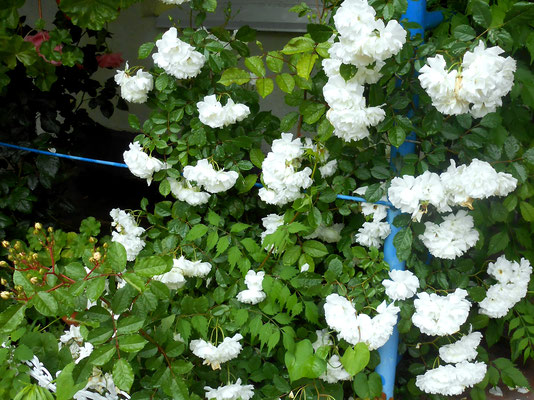 Гроздья белых роз