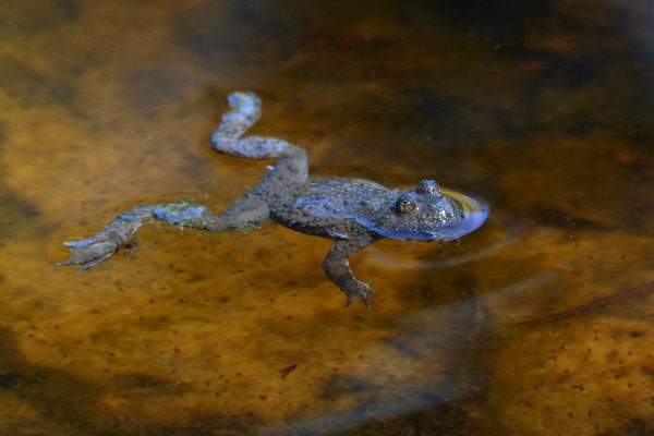 Gelbbauchunke entspannt auf dem Wasser treibend - Foto: K-H. Fuldner