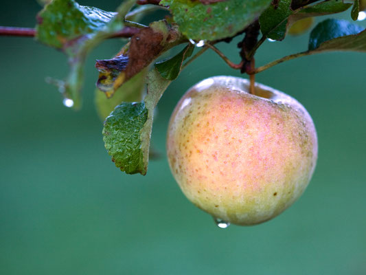 Steuobstapfel - Foto: F. Derer