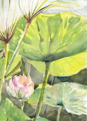 "Lotus", Aquarell, 30x40, € 100, 00 verkauft