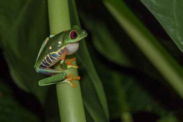Rotaugenfrosch in Costa Rica