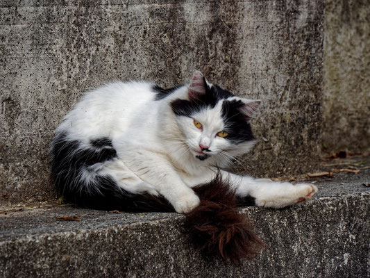 Italienische Katze; Foto: Peter Draemann