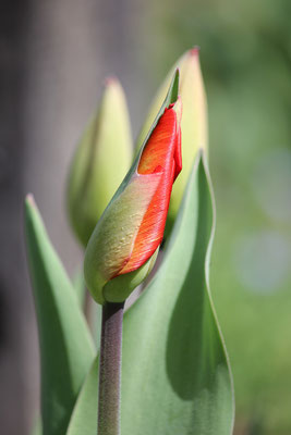 aufblühende Tulpe; Foto: Ulrich Schilling