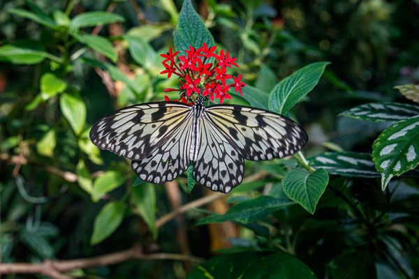 Im Schmetterlingshaus auf der Mainau; Foto: Michael Götz