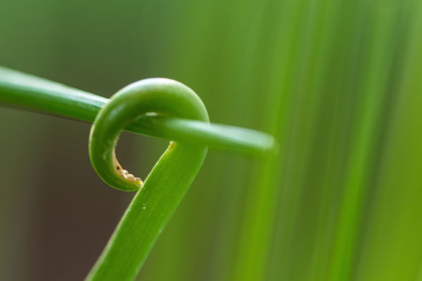 Allium schoenoprasum (Schnittlauch); Foto: Michael Götz