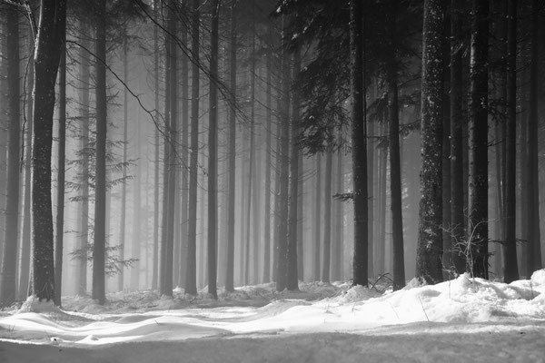 Winterwald bei Nöggenschwiel;  Foto: Joachim Hartbaum