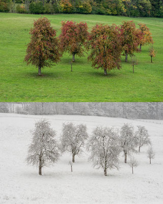 Thomas Fuchs; Eine Baumgruppe bei der Küssaburg im Herbst und Winter.