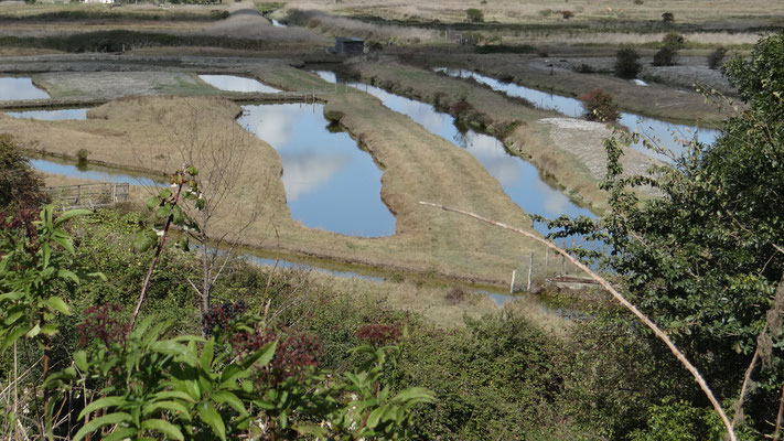 Les marais du Payré