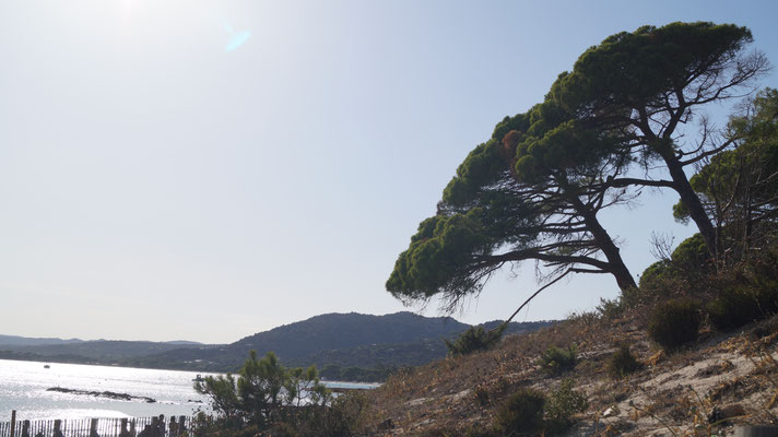 Plage de Palombaggia