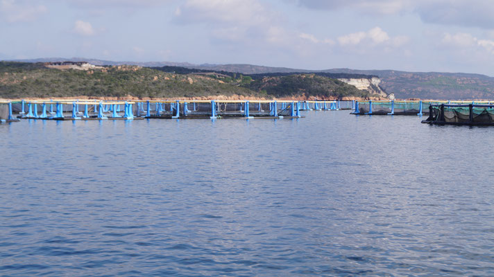 Port de Gurgazu: Golfe de Sant' Amanza 