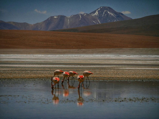 Und die pittoresken Flamingos aus der Nähe.