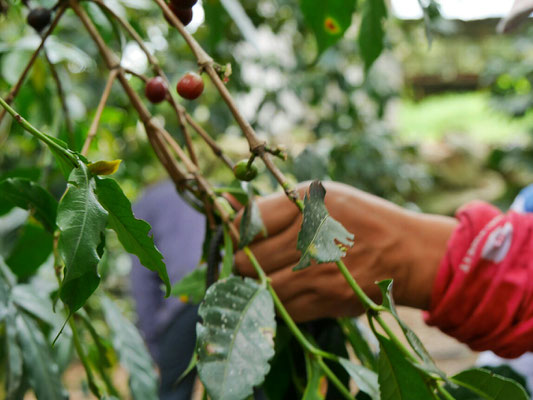 Wir gehen derweil auf die Probeplantage und lassen uns über die 3 Kaffeesorten erzählen, wovon die Arabica am höchsten wächst und das beste Aroma hat.