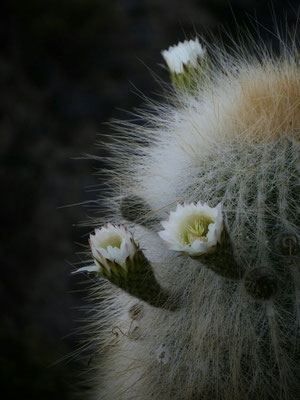 Wunderschöne Kaktusblüten. Die Kakteen hier sind schon etwas Besonderes.
