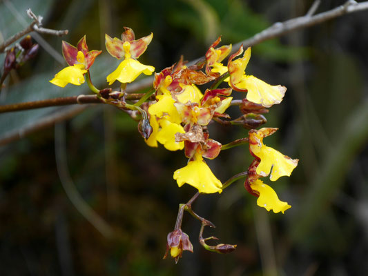 Und hier gleich eine Orchideenart. Ist halt hoch aber doch Urwald.