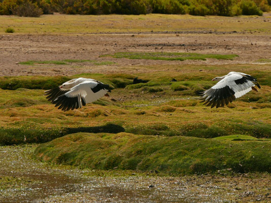 Die Anden-Gans (ganso andino).