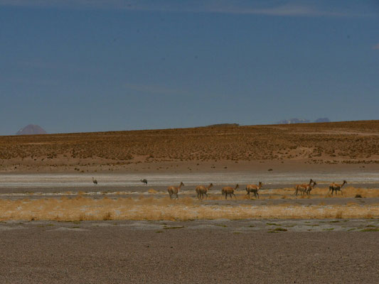 Das sind weder Lamas noch Suris. Es sind antilopen- oder Reh-ähnliche Tiere. Fiel mir erst später bei der Bildauswahl auf. Huemules?