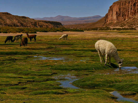 Lamas mit Lavaströmen im Hintergrund (von den Supervulkanen).