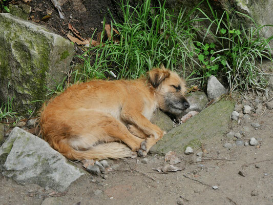 2D Hund darf nicht fehlen.