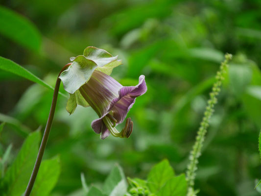 Das ist auch eine schöne Blume?