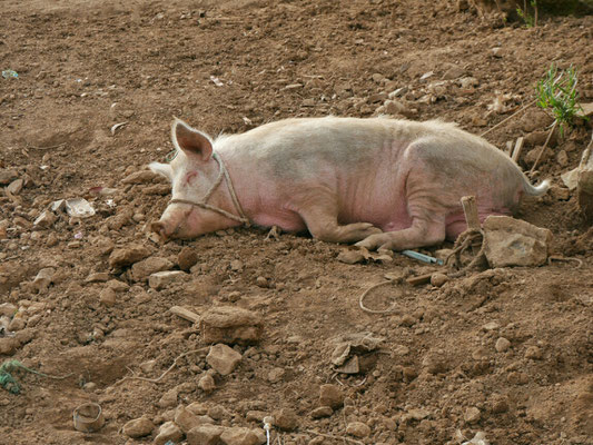 Irgendwie sieht dieses Schweinchen Rosa doch sehr gefangen aus. Vielleicht geht es ihm gut und er träumt gerade von Schweinchinchen.