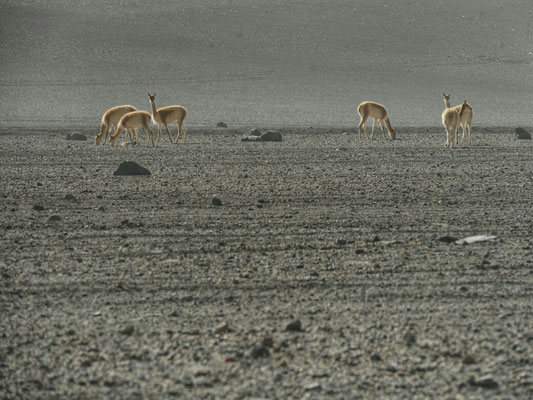 Vicuñas. Die sind an den großen Augen zu erkennen. Sie brauchen täglich Wasser, das sie in dieser großen Höhe teilweise aus kaktusartigen Pflanzenknollen gewinnen.