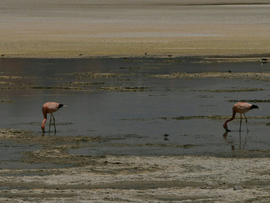 Flamingos! Zum ersten Mal etwas näher!