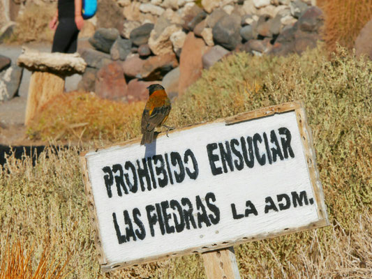 Hier sind wir nun auf Incahuasi Island angelangt. Hier schwirren Vögelchen rum, dieses hier war besonders auffällig, kommt später nochmal.