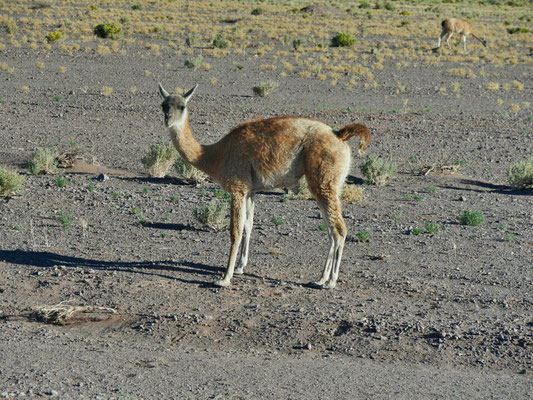 Ein Guanaco. Hat ein gräuliches Gesicht (nicht greulich!), und kleinere Augen als die Vicuña. Guanaco und Vicuña sind die wilden Verwandten der Lamas und Alpacas. Letztere sind vom Menschen gezüchtet und domestiziert worden.