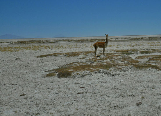 Ein Guanaco. Dünner als ein Lame, kaum Fell im Vgl. zur Alpaca, und ganz kleine Augen im Vgl. zur Vicuña.