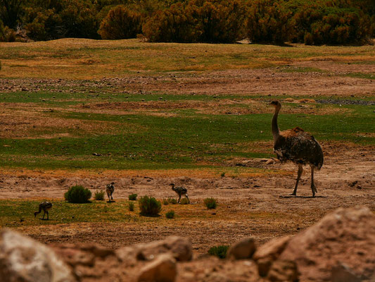 Ein Emu-ähnlicher Vogel mit ihrer Brut! Heisst Suri hier, in Chile kennt man es auch unter Ñandú.