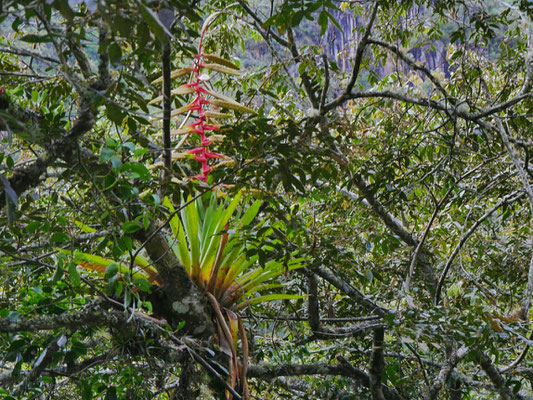 Eine Bromelien- Art (zB wie die Ananas).