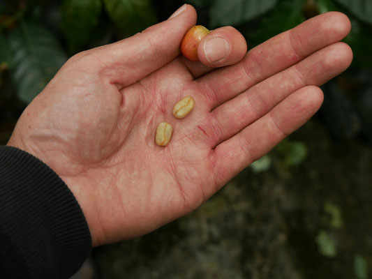 Frische, rohe Kaffeebohnen. Die Beeren haben wir gegessen.