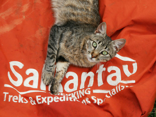 Diese (2D)Katze gibt ein gutes Logo her für unsere Tour.