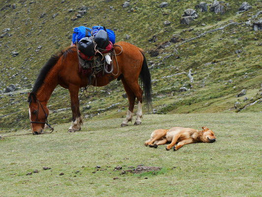 Ich hatte mich beim Aufstieg so verausgabt, ich fühlte mich mit dem 2D Hund hier wie Brüder im Geiste.